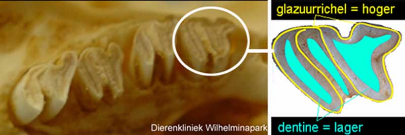 Cavia kiezen, vier per kant, het oppervlakte bestaat uit glazuurrichels en dentine dalen