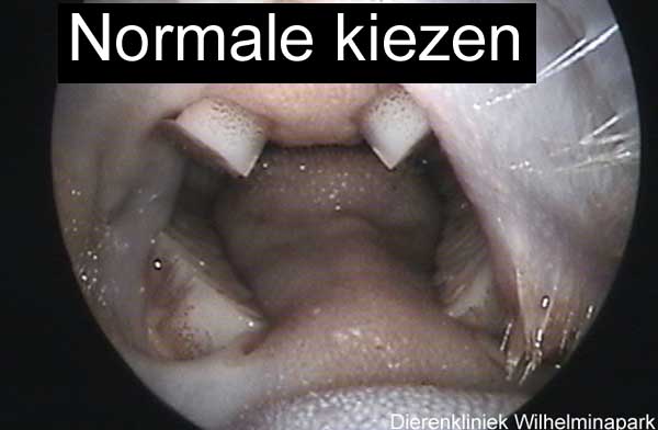 Normale stand van  de kiezen van het konijn, de tong kan zich vrij</p><p>bewegen