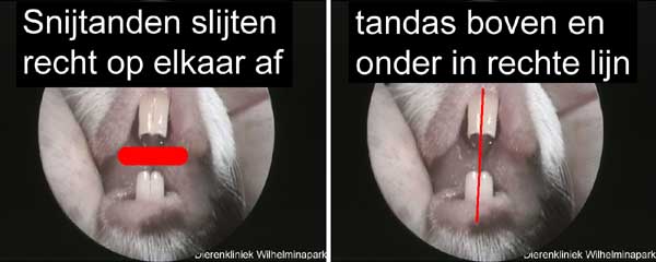 De snijtanden slijten recht op elkaar af en de tandas is loodrecht boven elkaar.