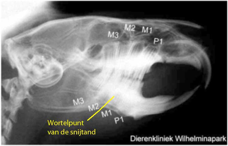 kiesformule bij de cavia, let op de afwijkende slijtage van de snijtanden