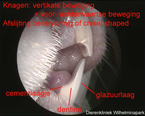De snijtanden slijten op elkaar af zodat ze heel scherp worden