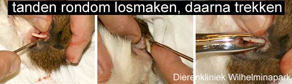 De snijtand wordt rondom losgemaakt en daarna getrokken