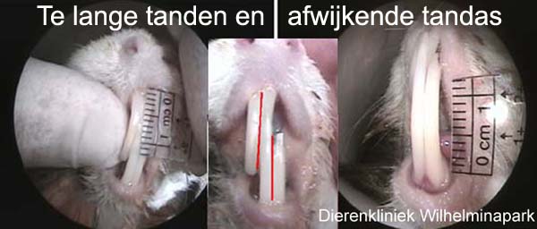 Snijtanden te lang en de tandas is afwijkend
