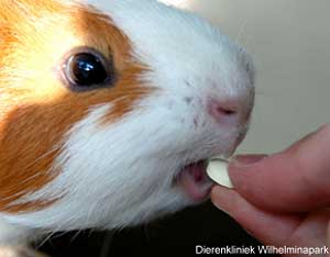 Geef een cavia 1  tablet vitamine c per dag (van 50-60 mg)