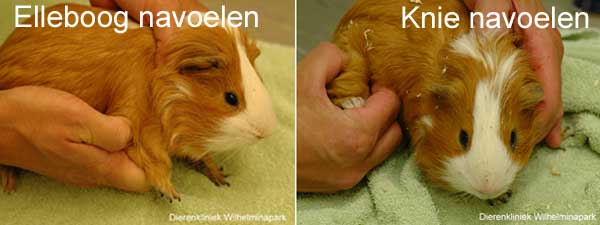 In eerste instantie eet de cavia niet omdat het kaakgewricht pijnlijk is en is e rnog geen afwijking ana het gebit te zien, wel kun je pijnlijke knie en ellebooggewrichten ontdekken