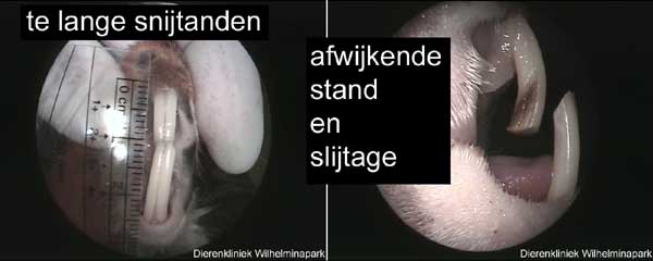 De onderkaak staat voor de bovenkaak: zie de tanden er is sprake van een zeer ernstig probleem