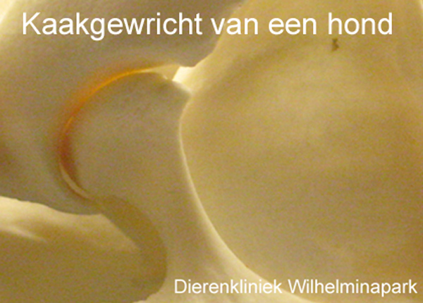 Een kogelgericht zoals het kaakgewricht van een hond