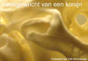 Kaakgewricht van een konijn = grote zijdelingse uitslag