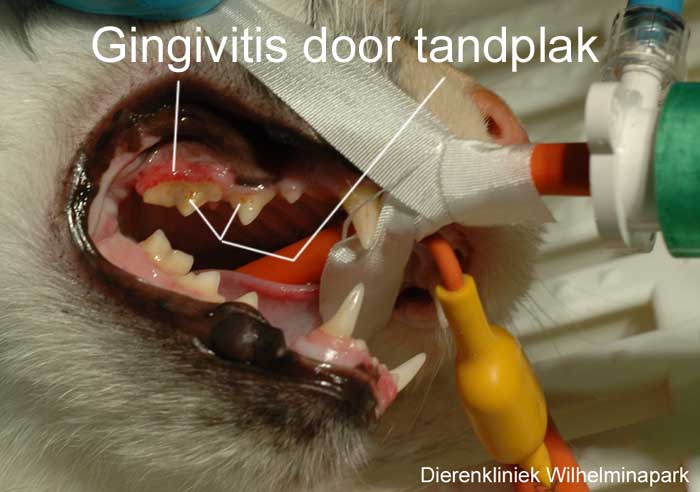 Kat met tandvleesproblemen, gingivitis door tandplak.
